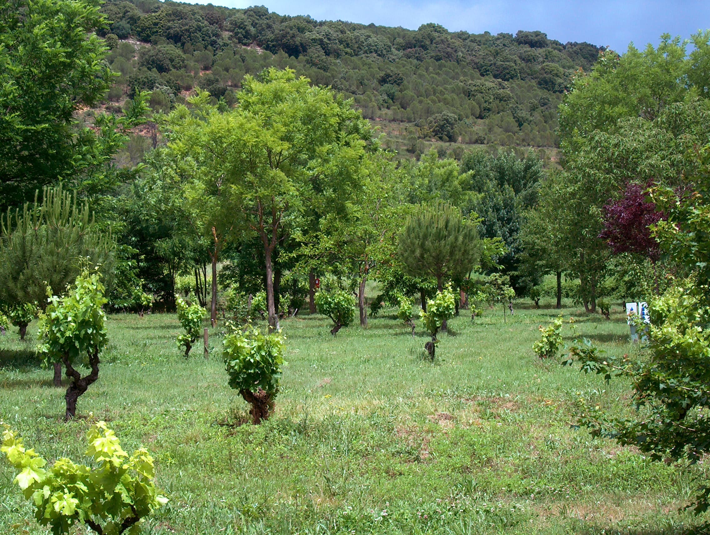Camping Domaine d'Anglas